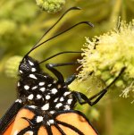 Monarch.jpg