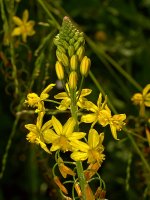 Bulbine.jpg