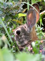 Rabbit.jpg