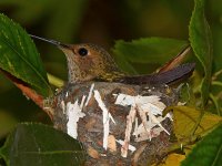 Hummer.jpg