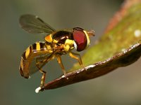 HoverFly.jpg