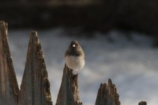 DSC_4772+Darkeyed Junco-0001.jpg