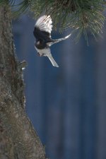 DSC_4819+Darkeyed Junco BIF-0001.jpg