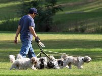 Dogs.jpg