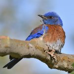 Bluebird6.jpg