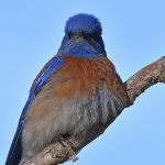 Bluebird4.jpg