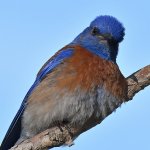 Bluebird5.jpg