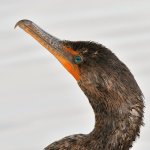 Cormorant2.jpg