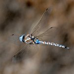 DragonFly2.jpg