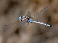 DragonFly3.jpg