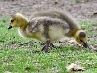 Gosling.jpg