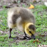 Gosling2.jpg
