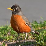 Robin.jpg