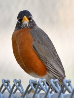 Robin3.jpg