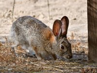 Rabbit.jpg