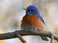 Bluebird.jpg