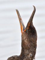 Cormorant.jpg