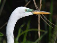 Egret3.jpg