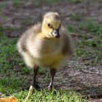 Gosling3.jpg