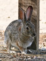 Rabbit2.jpg