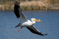 Pelican-210.jpg