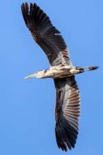 BlueHeron-225.jpg