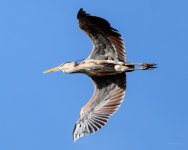 BlueHeron-226.jpg