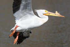 Pelican-216.jpg