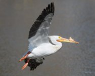 Pelican-215.jpg