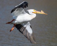 Pelican-217.jpg