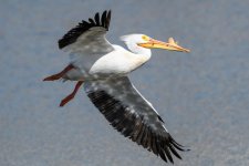 Pelican-218.jpg
