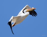Pelican-220.jpg
