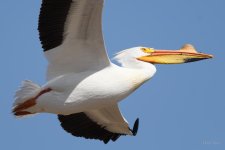 Pelican-221.jpg