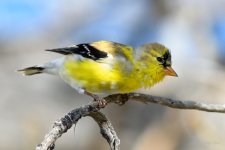 GoldFinch-230.jpg