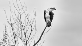 _DSC2738-Edit.jpg