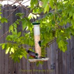 Robin_8279.jpg