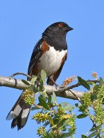 Towhee3.jpg