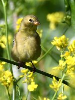 Goldfinch2.jpg