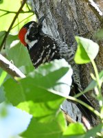 Woodpecker.jpg