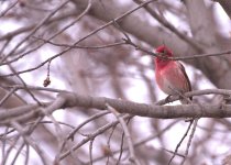 DSC_3676 -1 purple finch almost.jpg