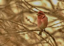 DSC_3671 - purple finch .jpg