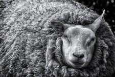 BW_N_sheep.jpg