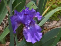 Iris.jpg