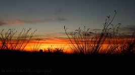 4-23-17-cr_DSC_5367.jpg