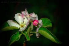 4-24-17-cr_DSC_5378.jpg
