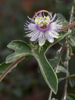 Passiflora2.jpg