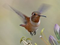 Hummer18.jpg