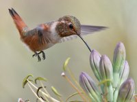 Hummer19.jpg