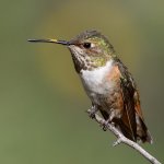 Hummer40.jpg