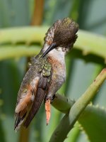 Hummer45.jpg
